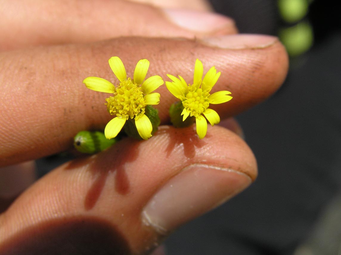 Senecio lividus